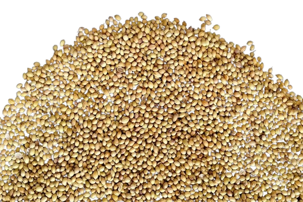 coriander